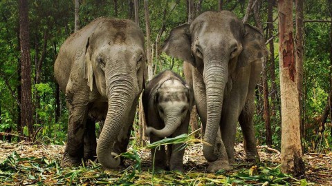 Парк сохранения слонов (Elephant Jungle Sanctuary)