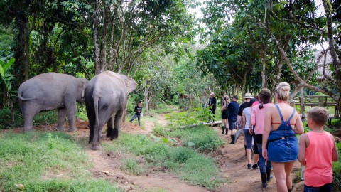 Парк сохранения слонов (Green Elephant Sanctuary)